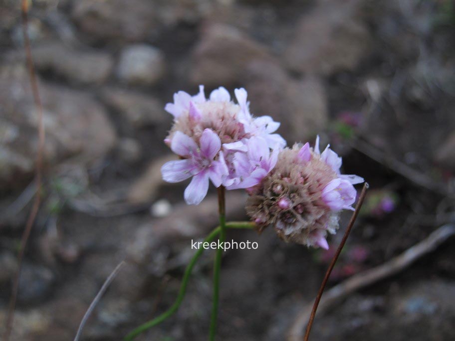 Armeria maritima
