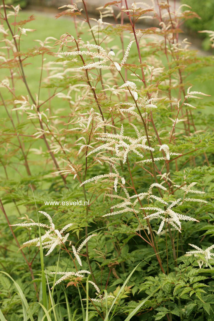 Aruncus 'Horatio'