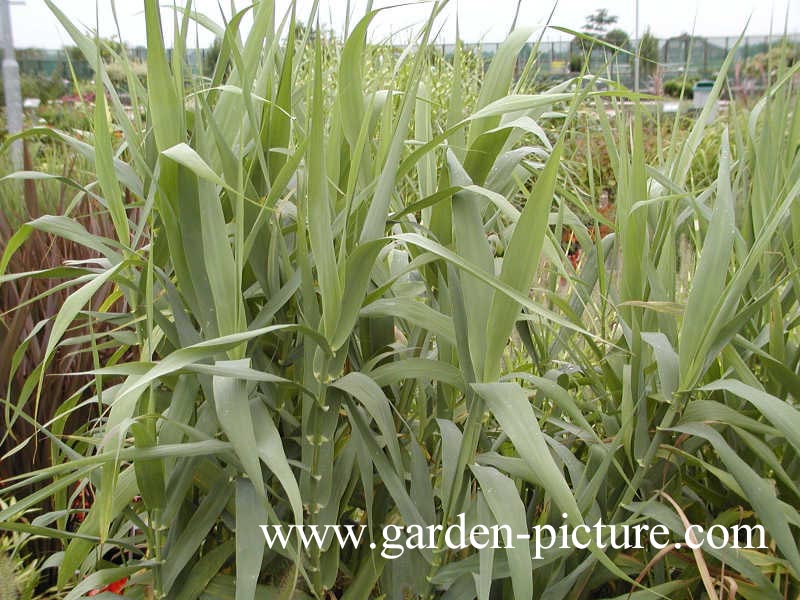 Arundo donax