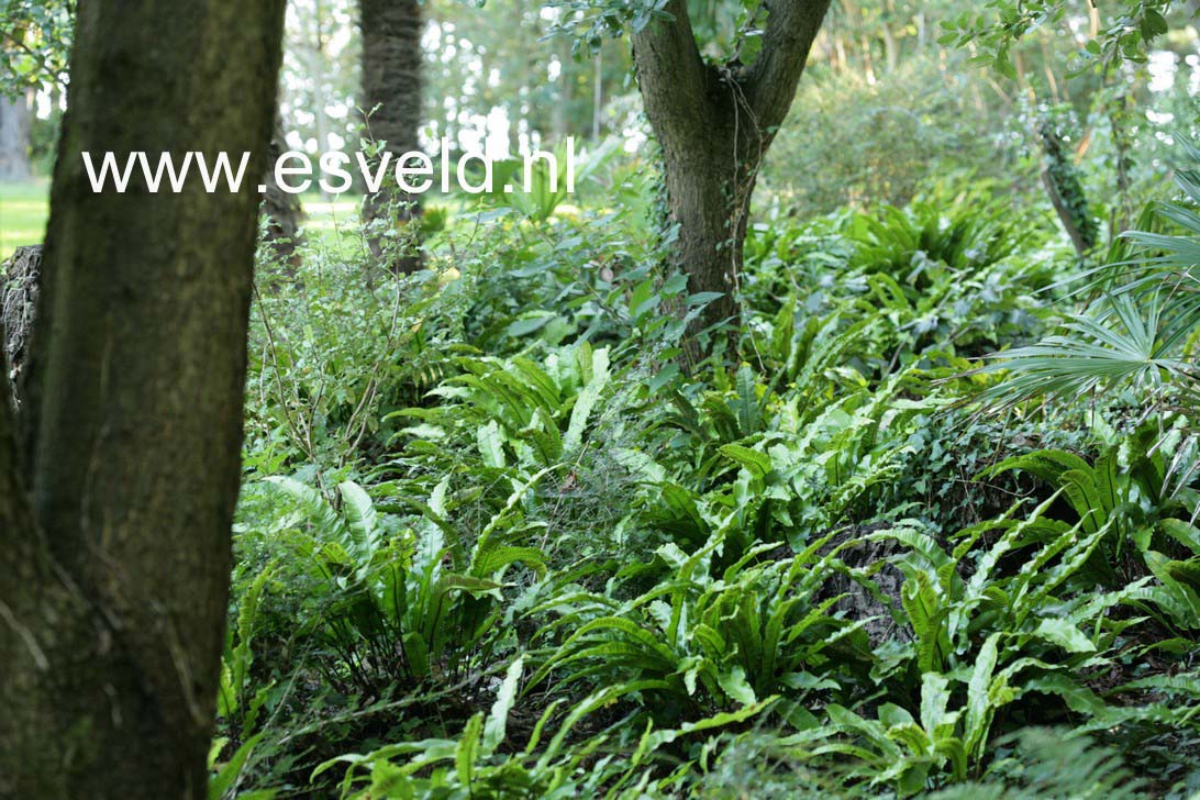 Asplenium scolopendrium