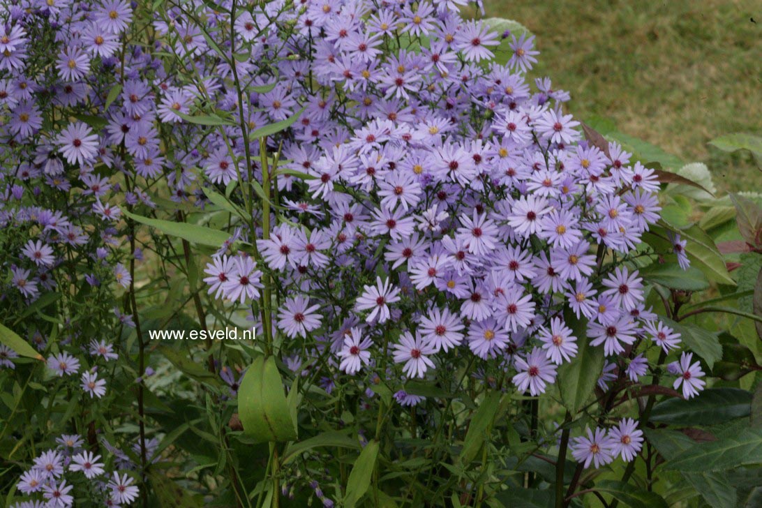 Aster 'Little Carlow'