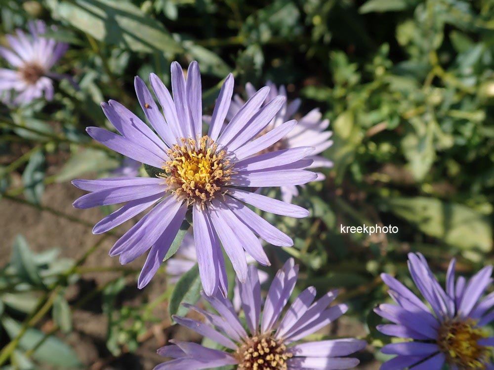 Aster macrophyllus 'Twilight'