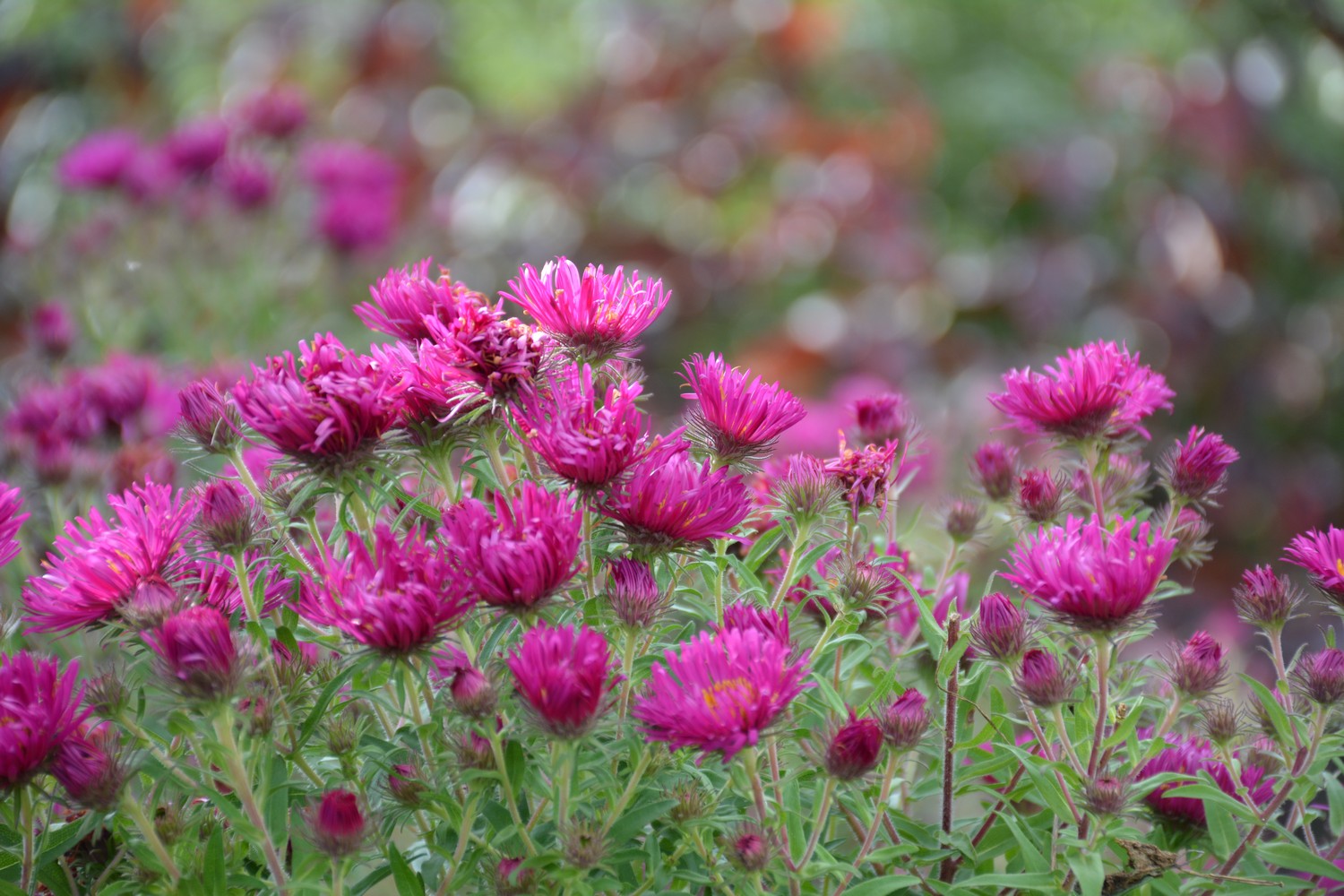 Aster novae-angliae 'Andenken an Alma Poetschke'