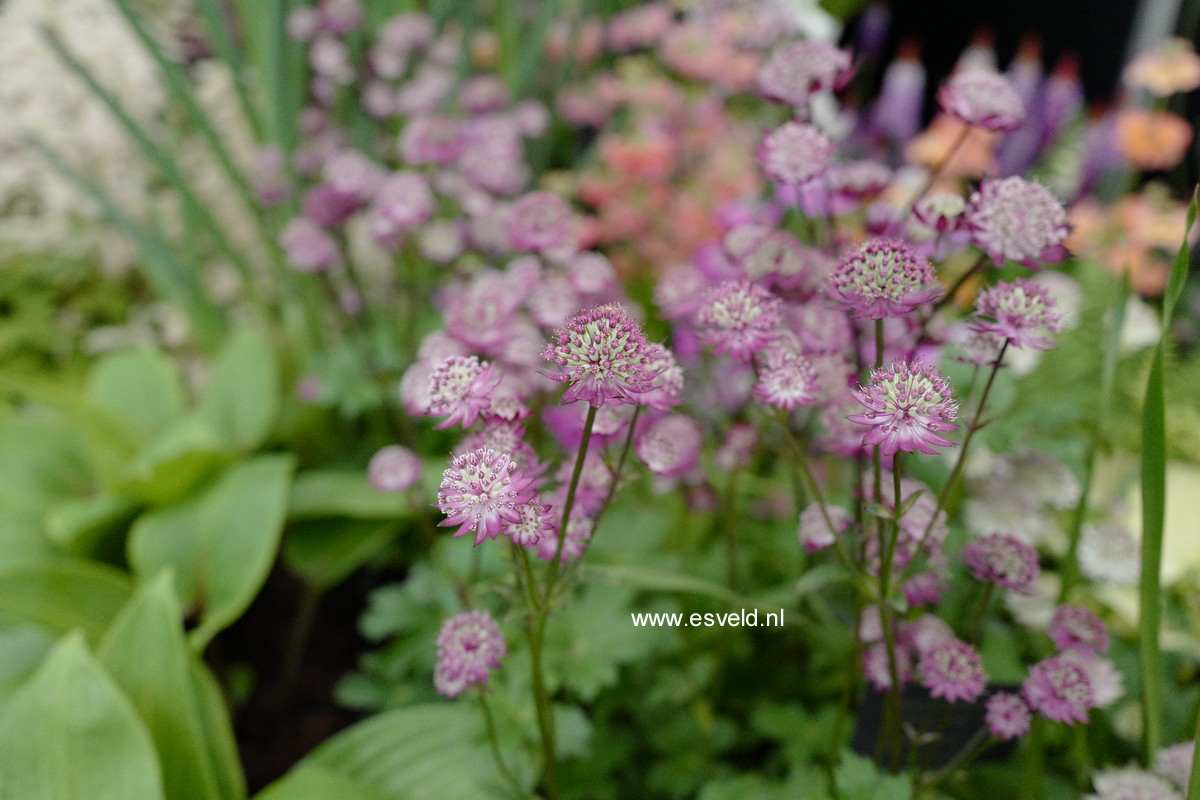 Astrantia major 'Hadspen Blood'