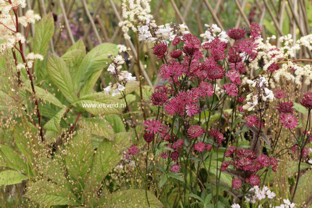 Astrantia major 'Ruby Star'