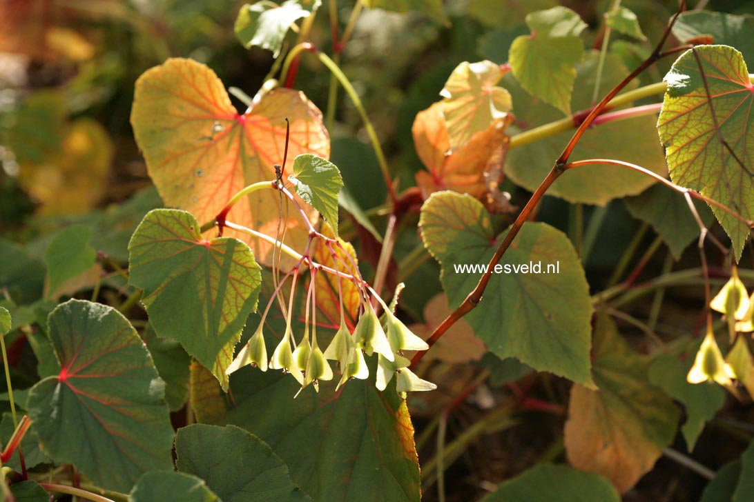 Begonia grandis