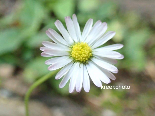 Bellis perennis
