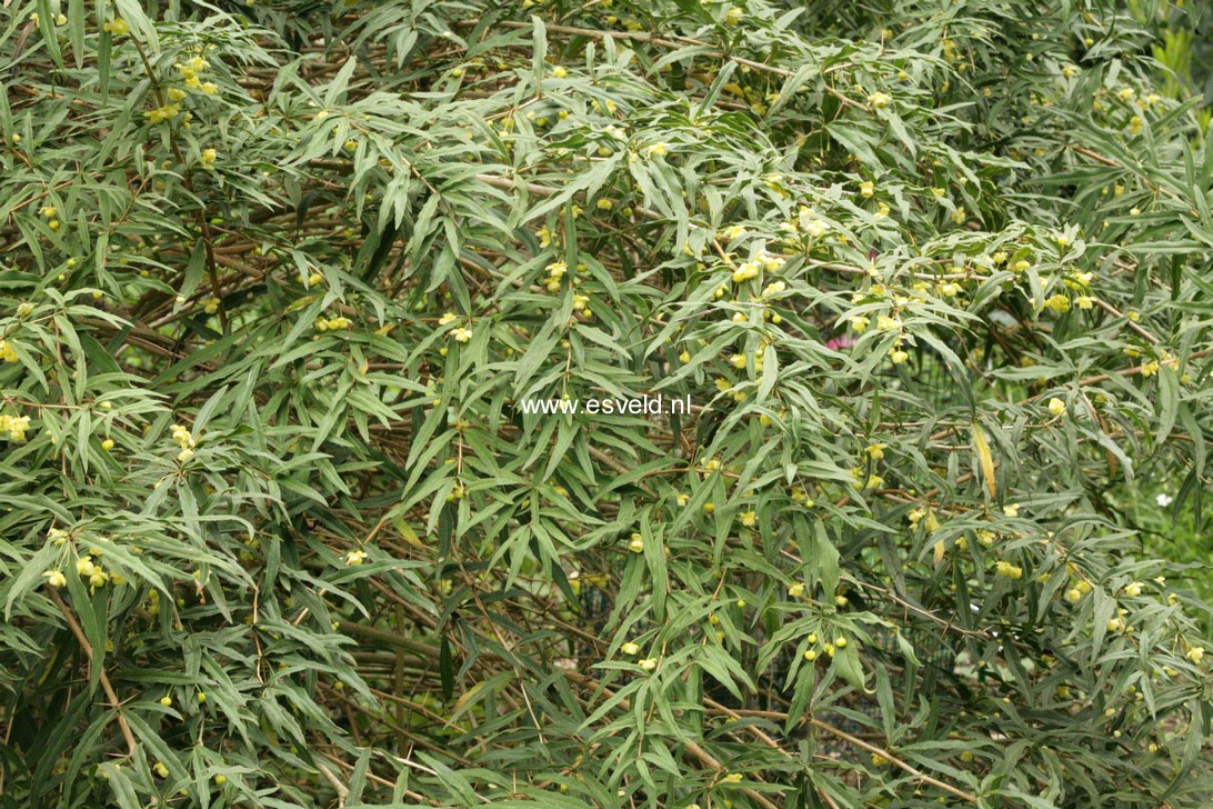 Berberis gagnepainii