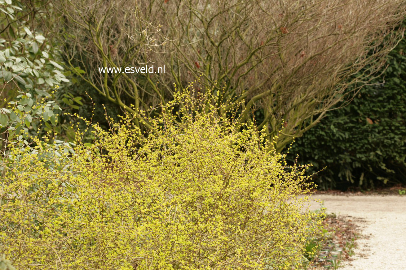 Berberis thunbergii 'Aurea'