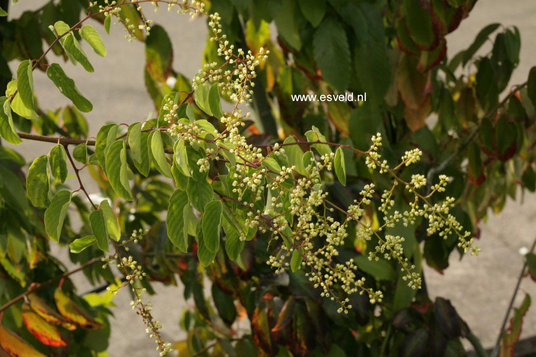 Berchemia racemosa