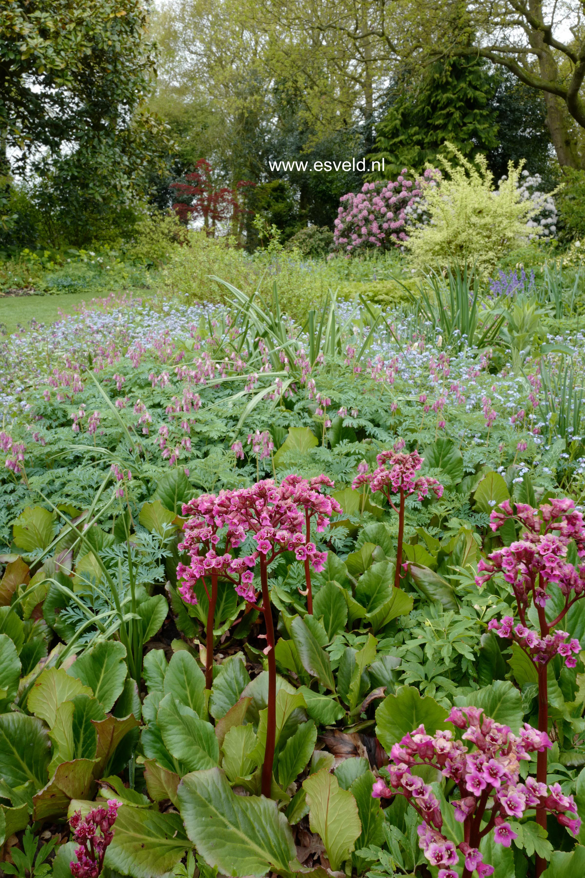 Bergenia 'Morgenrote'