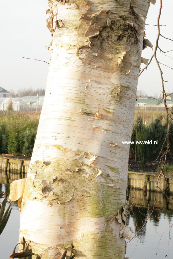 Betula utilis 'Jermyns'