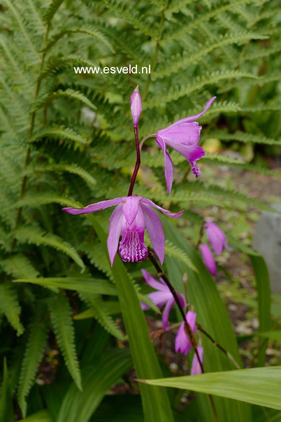 Bletilla striata