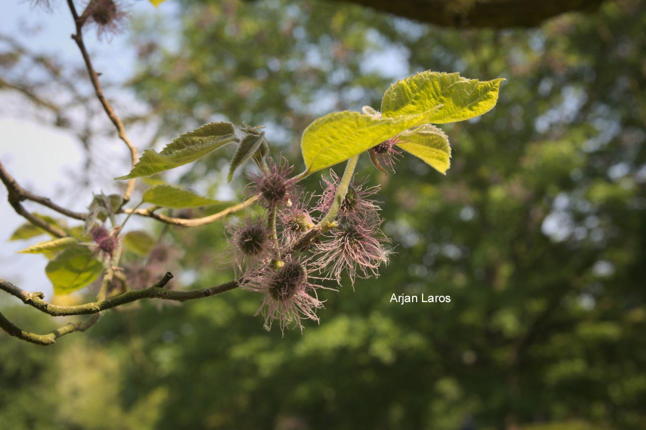 Broussonetia kazinoki