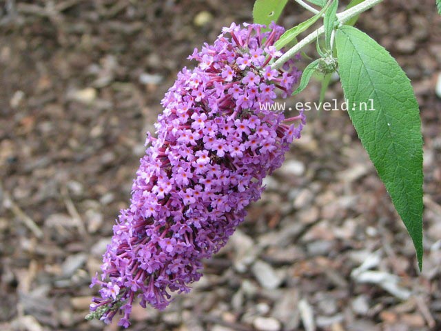 Buddleja davidii 'Dartmoor'