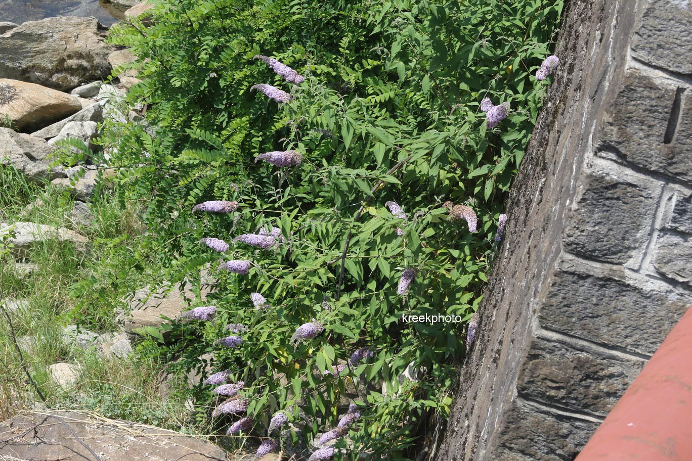 Buddleja davidii