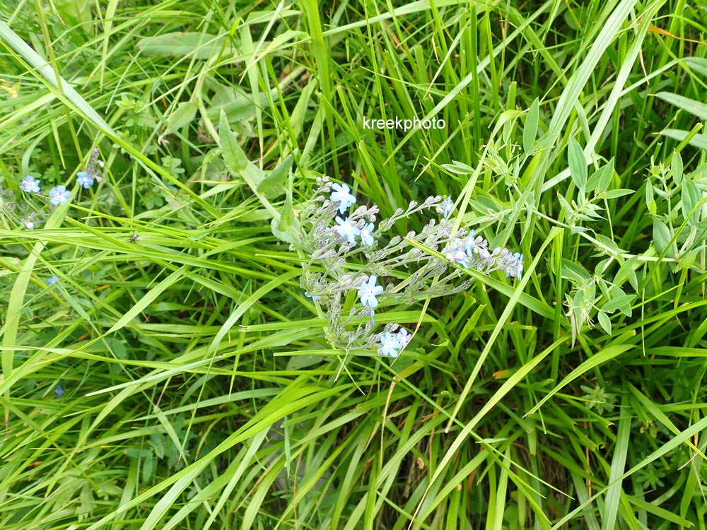 Buglossoides purpurocaerulea