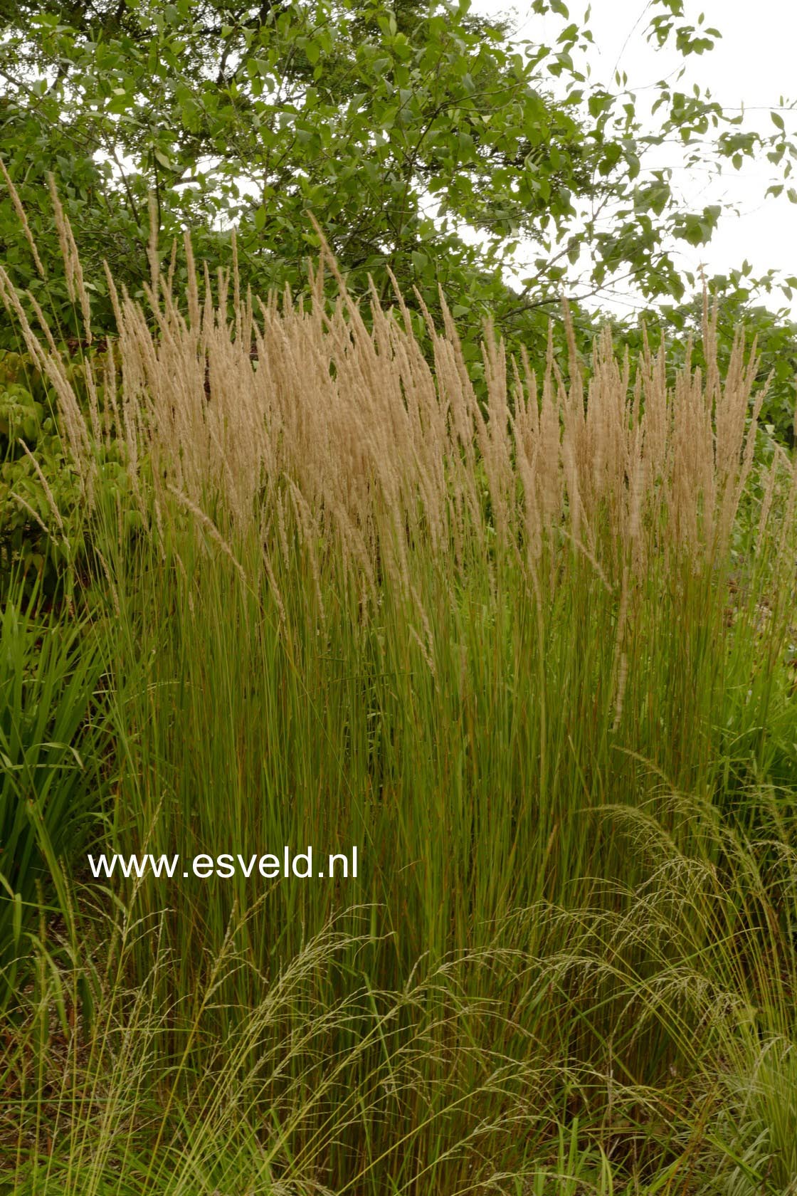 Calamagrostis acutiflora 'Karl Foerster'