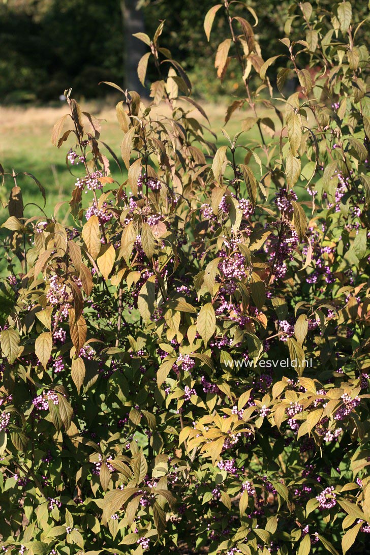 Callicarpa americana