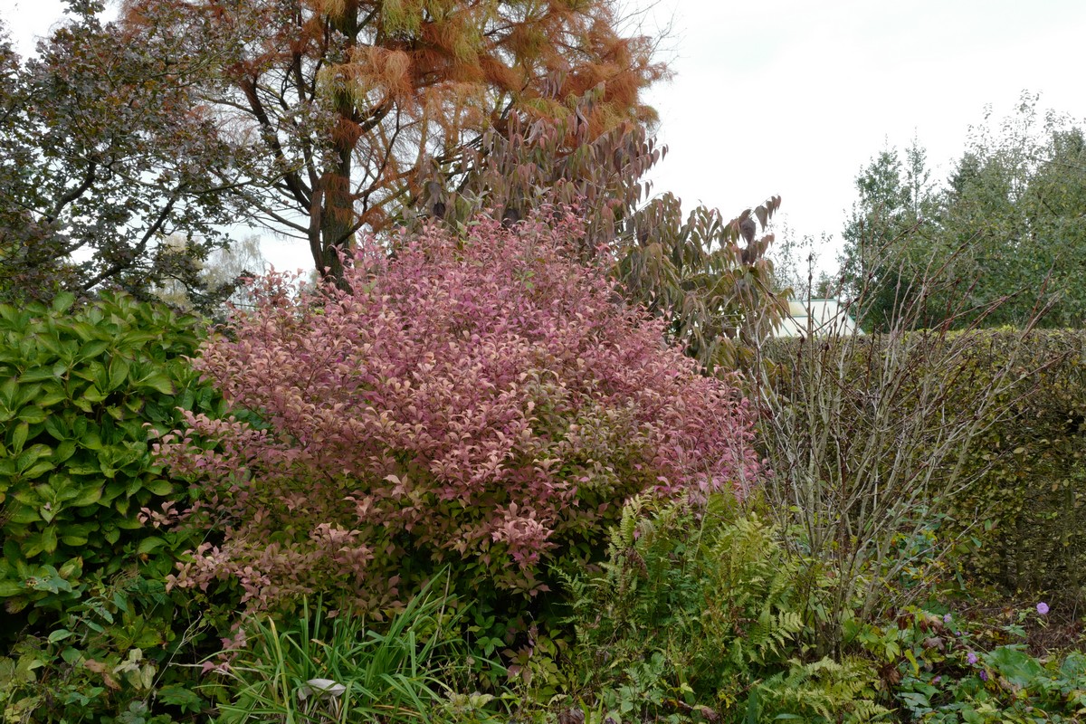 Callicarpa dichotoma 'Issai'