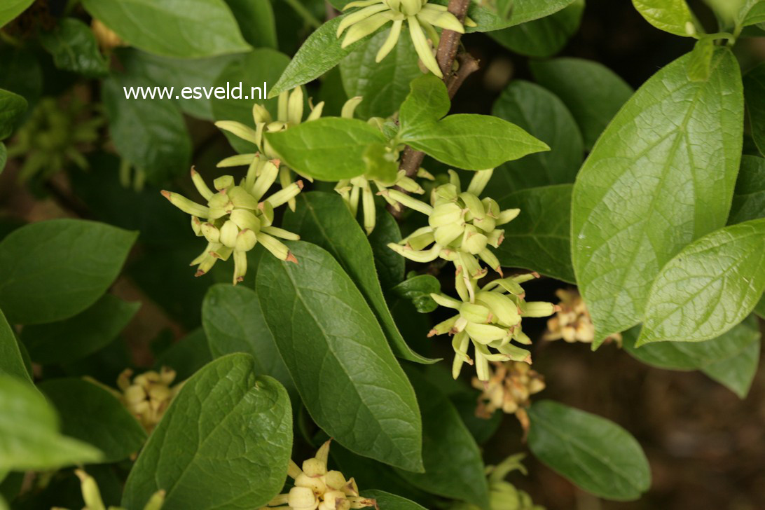 Calycanthus floridus 'Athens'