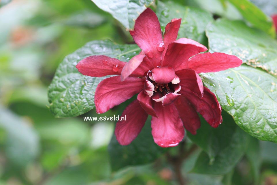 Calycanthus raulstonii 'Hartlage Wine'