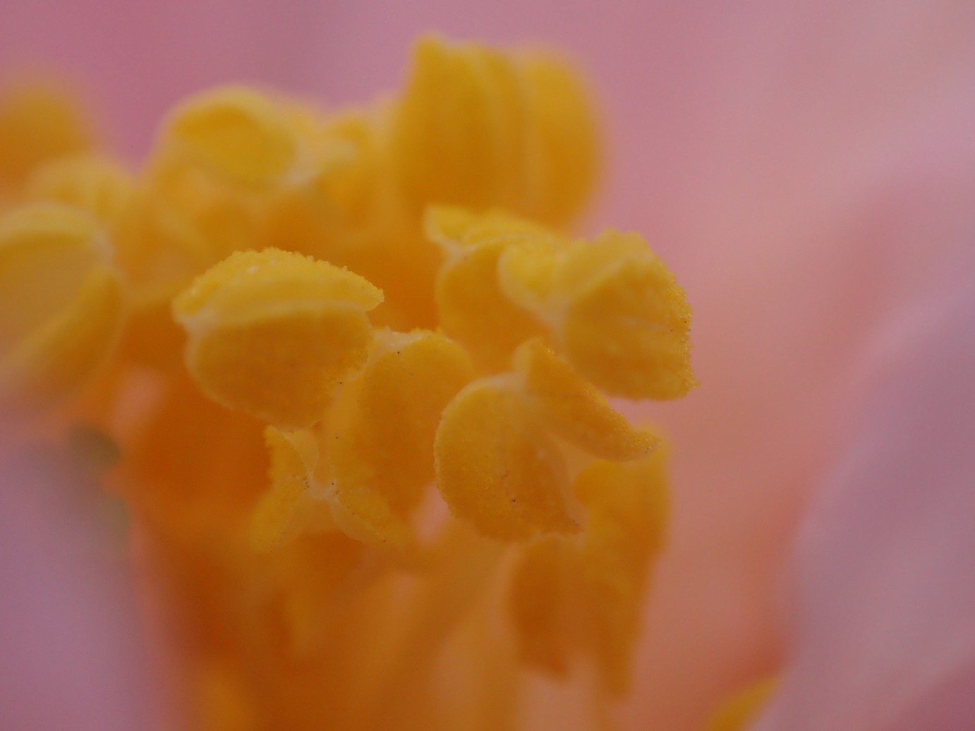 Camellia 'Arctic Dawn'