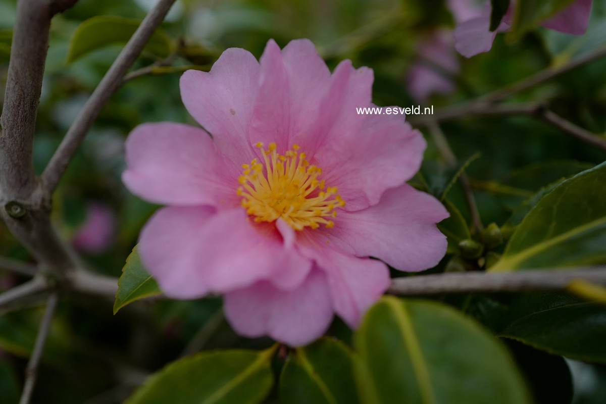 Camellia 'Ashton's Pink'
