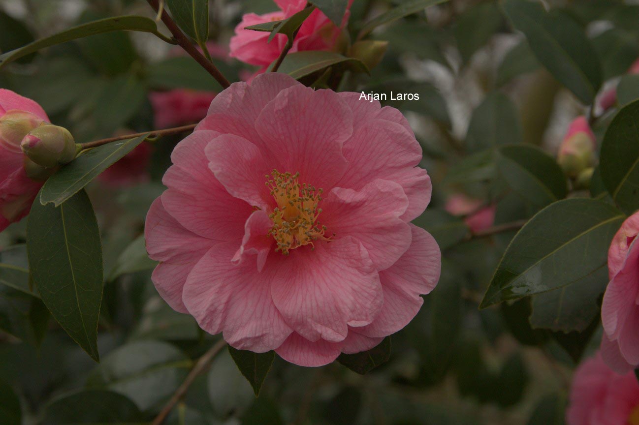 Camellia 'Ice Follies'