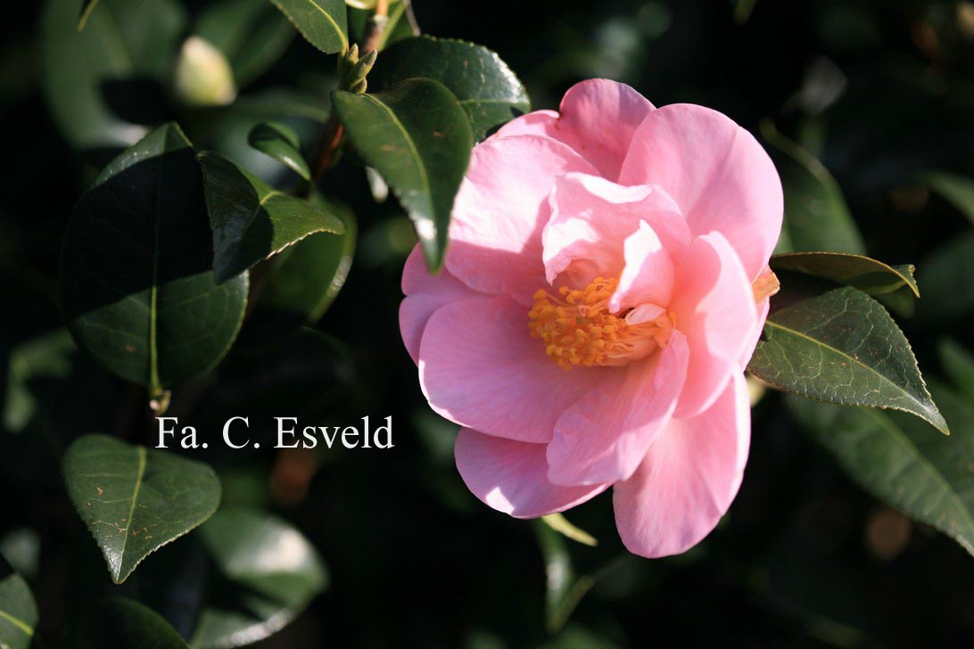 Camellia 'Pink Icicle'