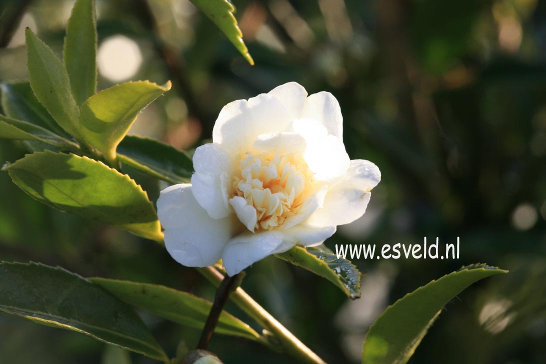 Camellia 'Snow Flurry'
