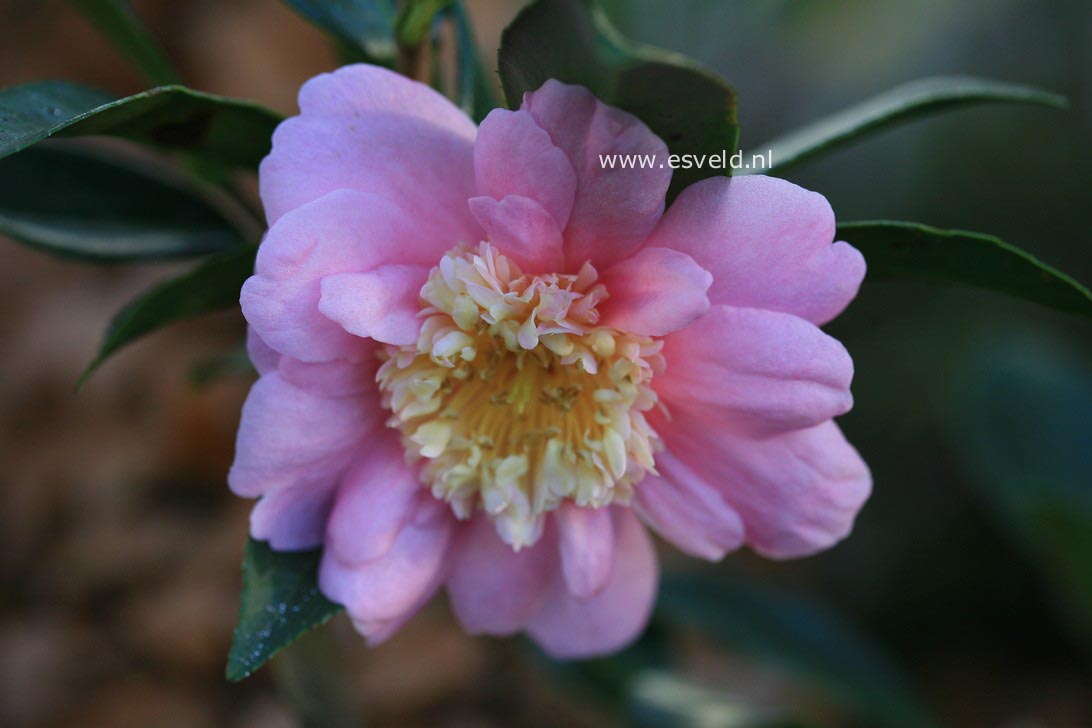 Camellia 'Sugar Dream'