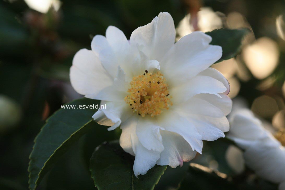 Camellia 'Winter's Cupid'