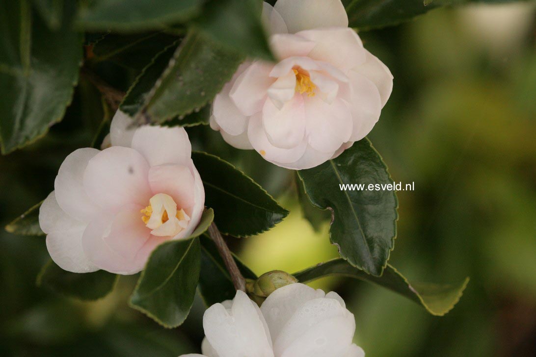 Camellia 'Winter's Rose'