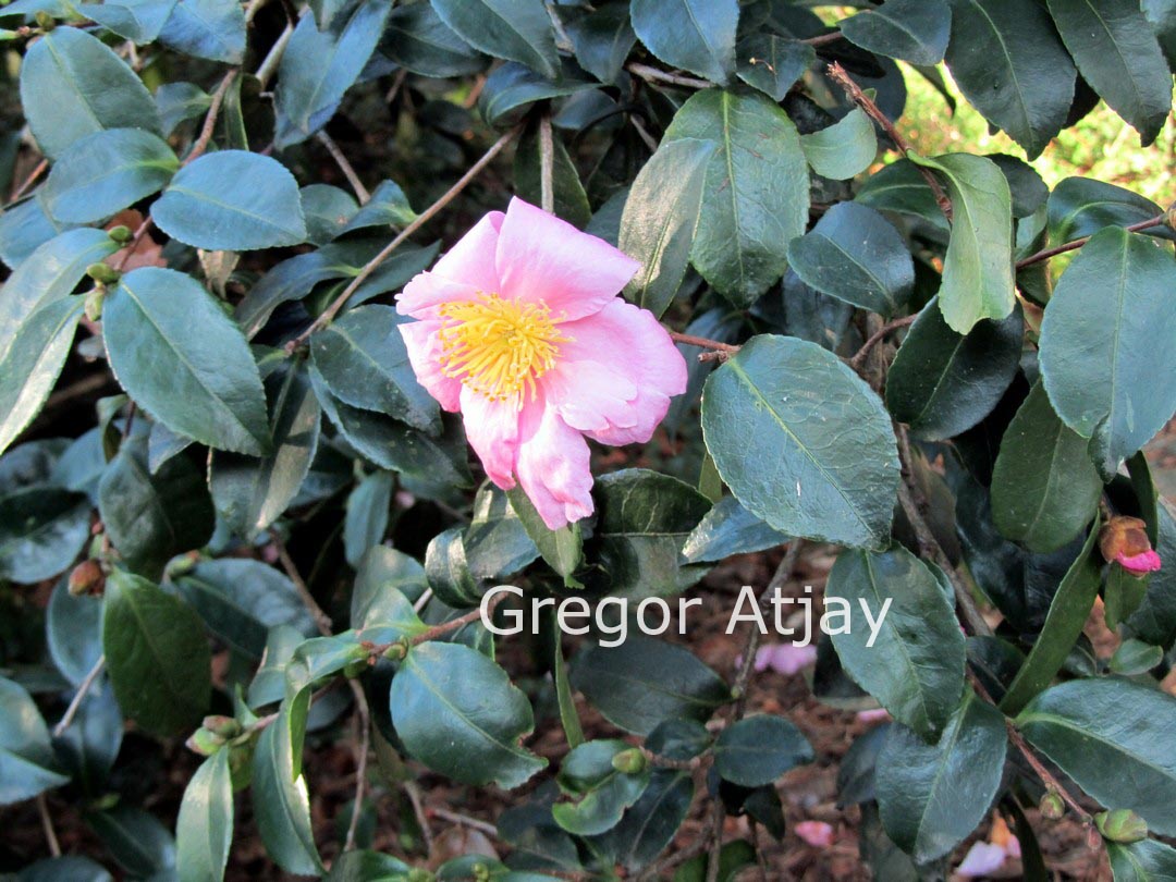 Camellia 'Winter's Star'