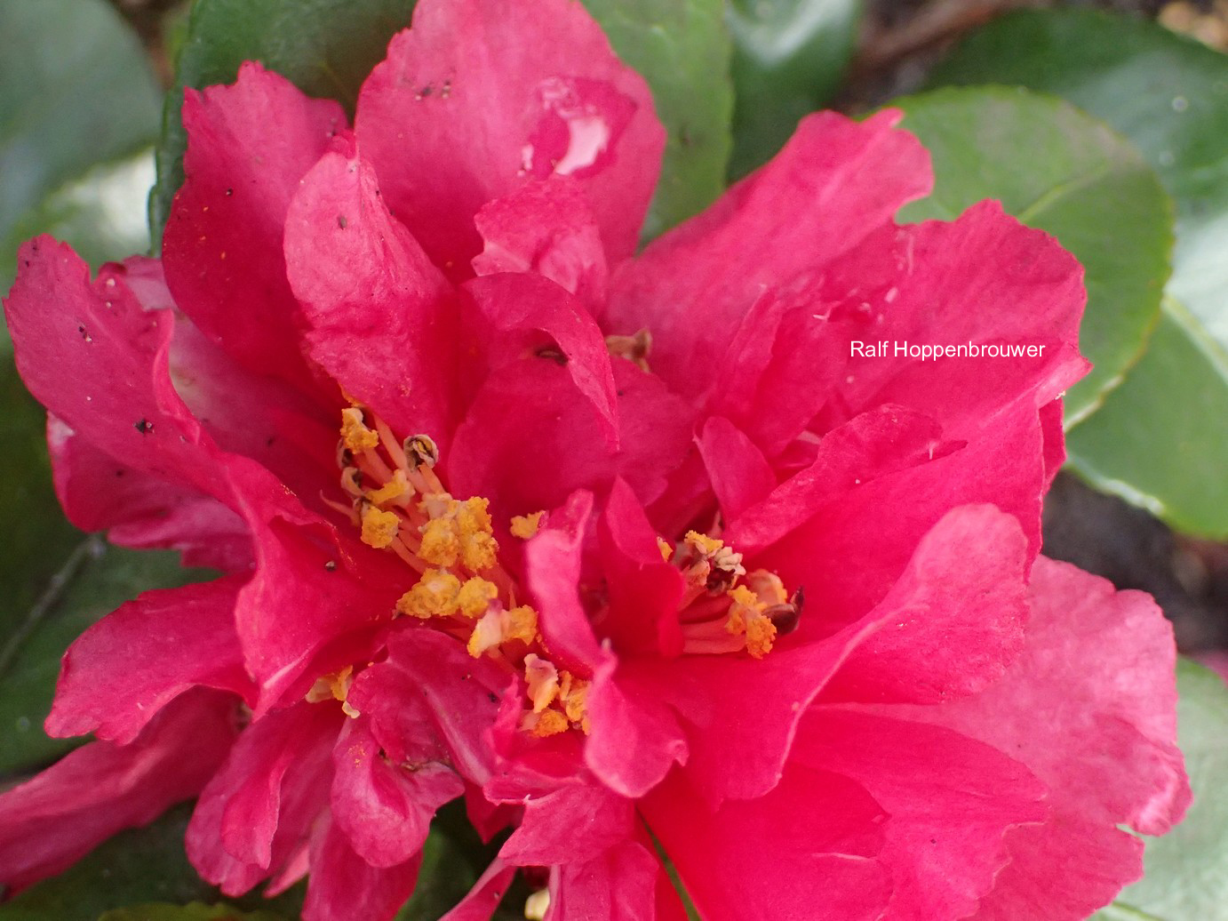 Camellia hiemalis 'Bonanza'
