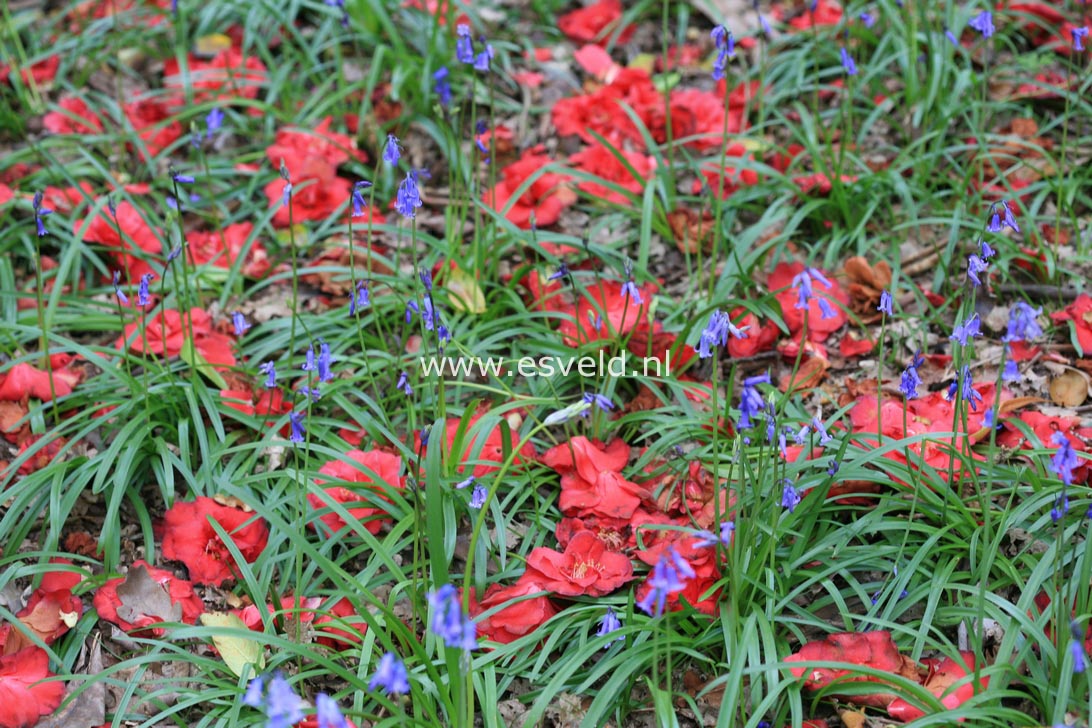 Camellia japonica 'Adolphe Audusson'