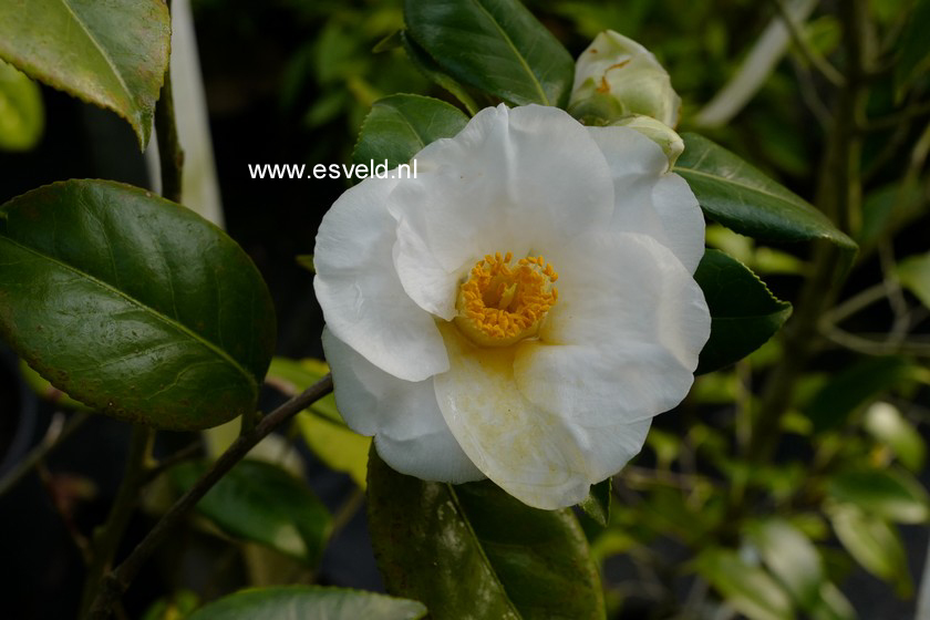 Camellia japonica 'Alba Simplex'