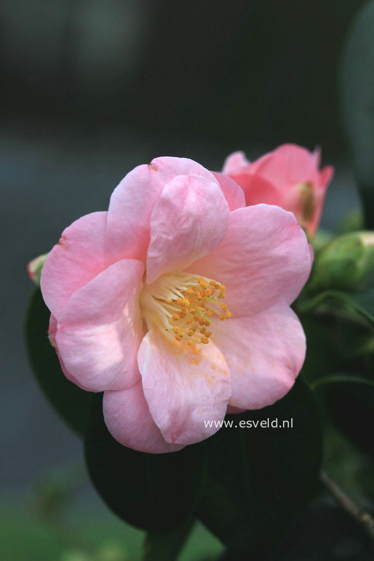 Camellia japonica 'Berenice Boddy'
