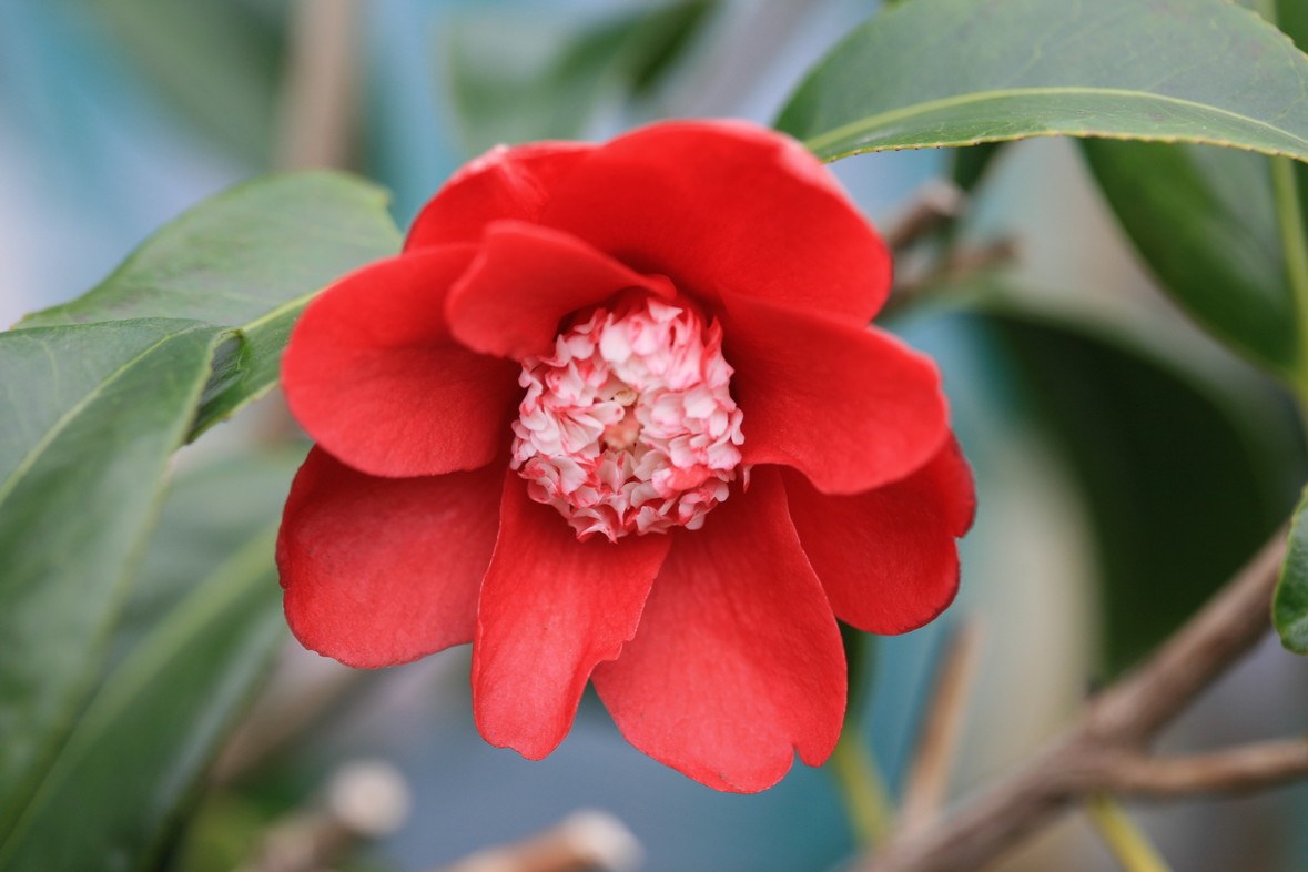 Camellia japonica 'Bokuhan'