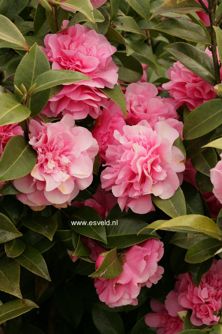 Camellia japonica 'Debbie'