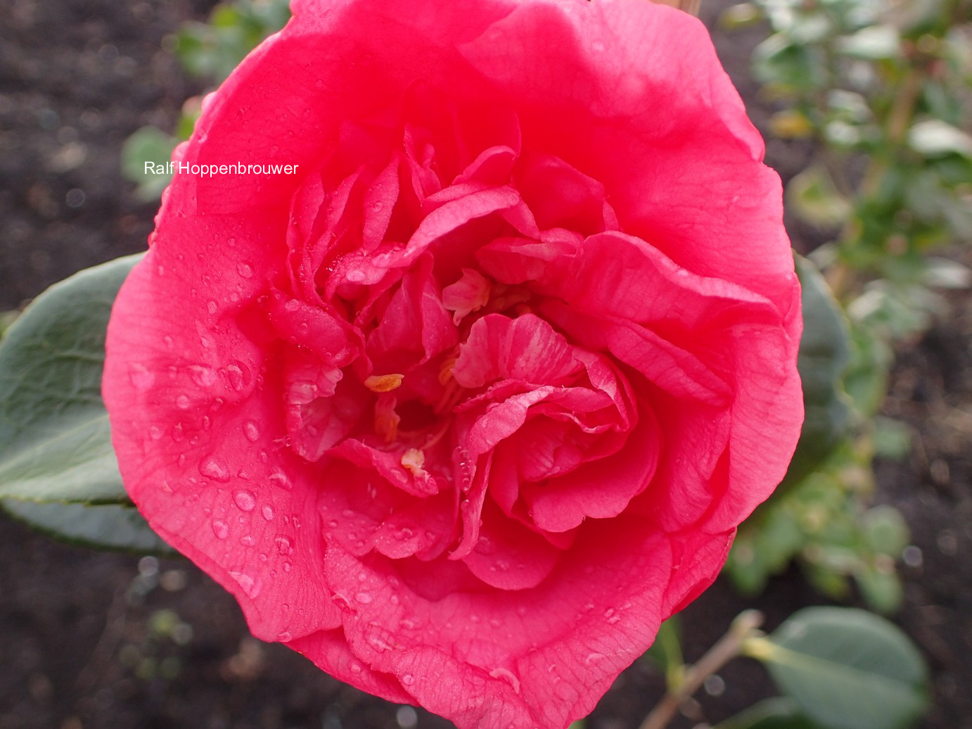 Camellia japonica 'Drama Girl'