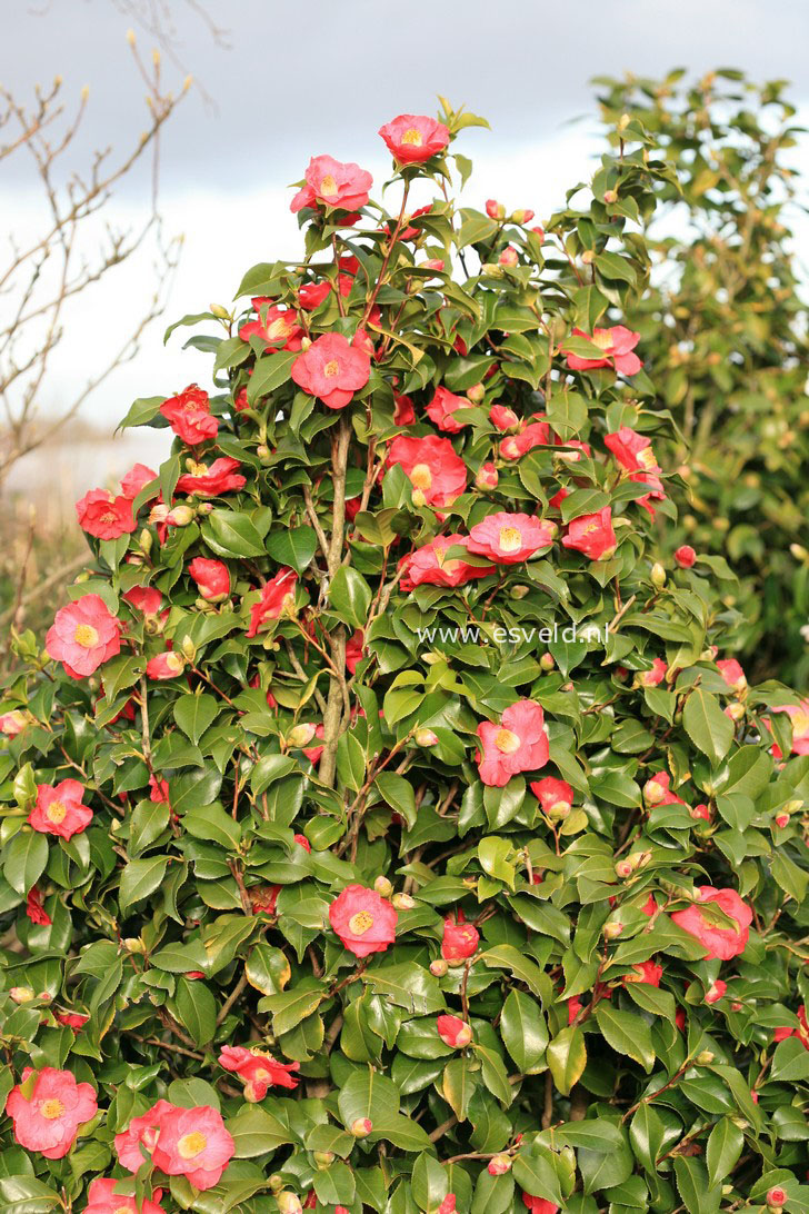Camellia japonica 'Gloire de Nantes'