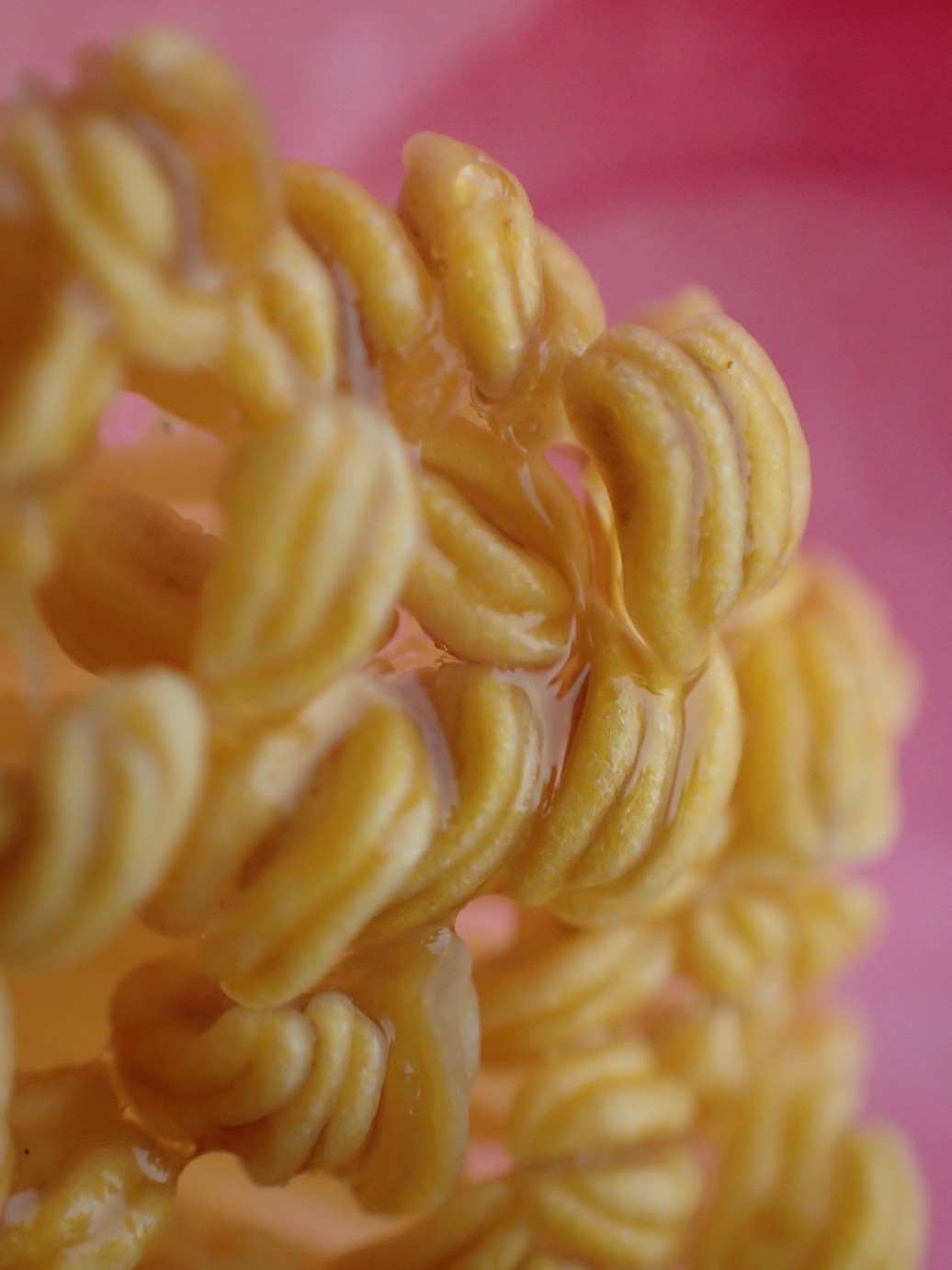 Camellia japonica 'Hi-no-tsuri'