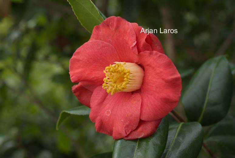 Camellia japonica 'Jupiter'