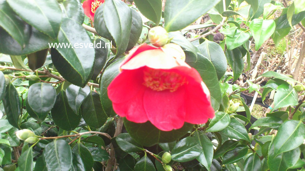 Camellia japonica 'Kimberley'