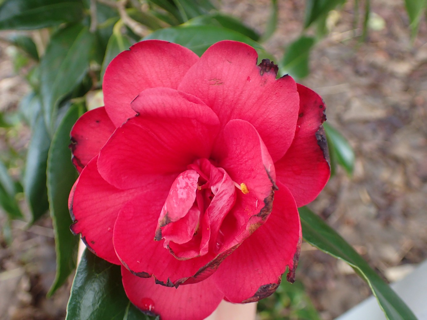Camellia japonica 'Kuro Delight'
