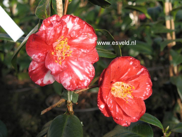 Camellia japonica 'Masayoshi'