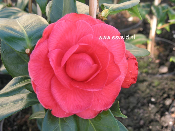 Camellia japonica 'Mathotiana'