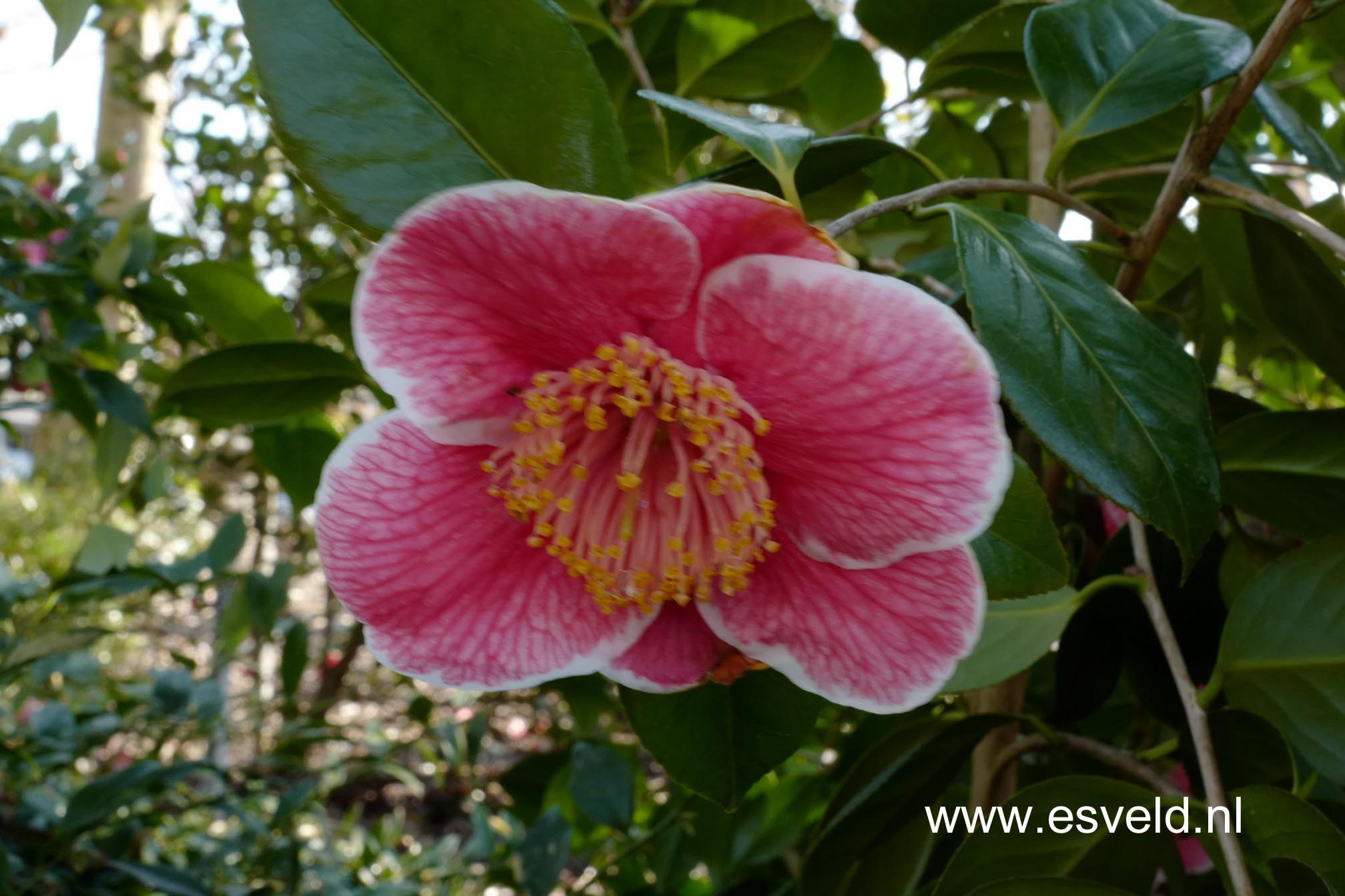Camellia japonica 'Sanpei-tsubaki'